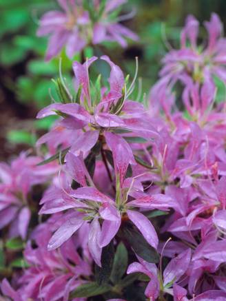 Azalée japonaise 'Koromo Shikibu'