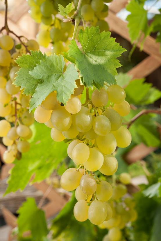 Vigne Ampelia® 'Amandin'