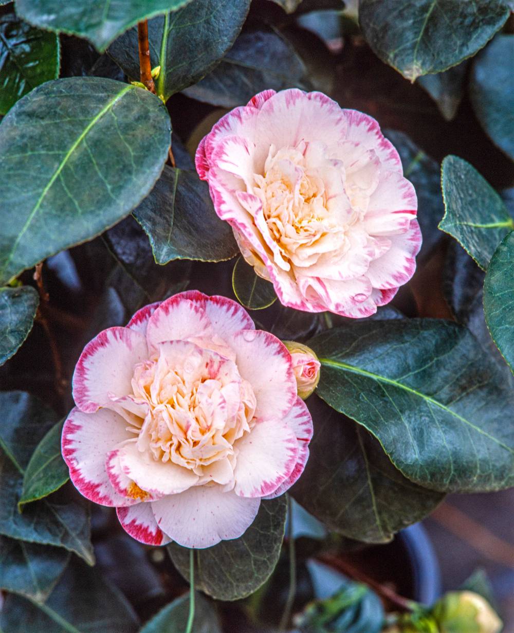 Camellia japonica 'Margaret Davis' - Camélia du Japon