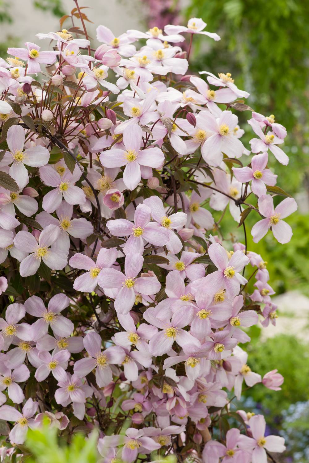 Clématite montana 'Rubens' - Clematis