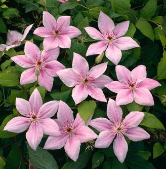 Clématite 'Pink Fantasy' - Clematis