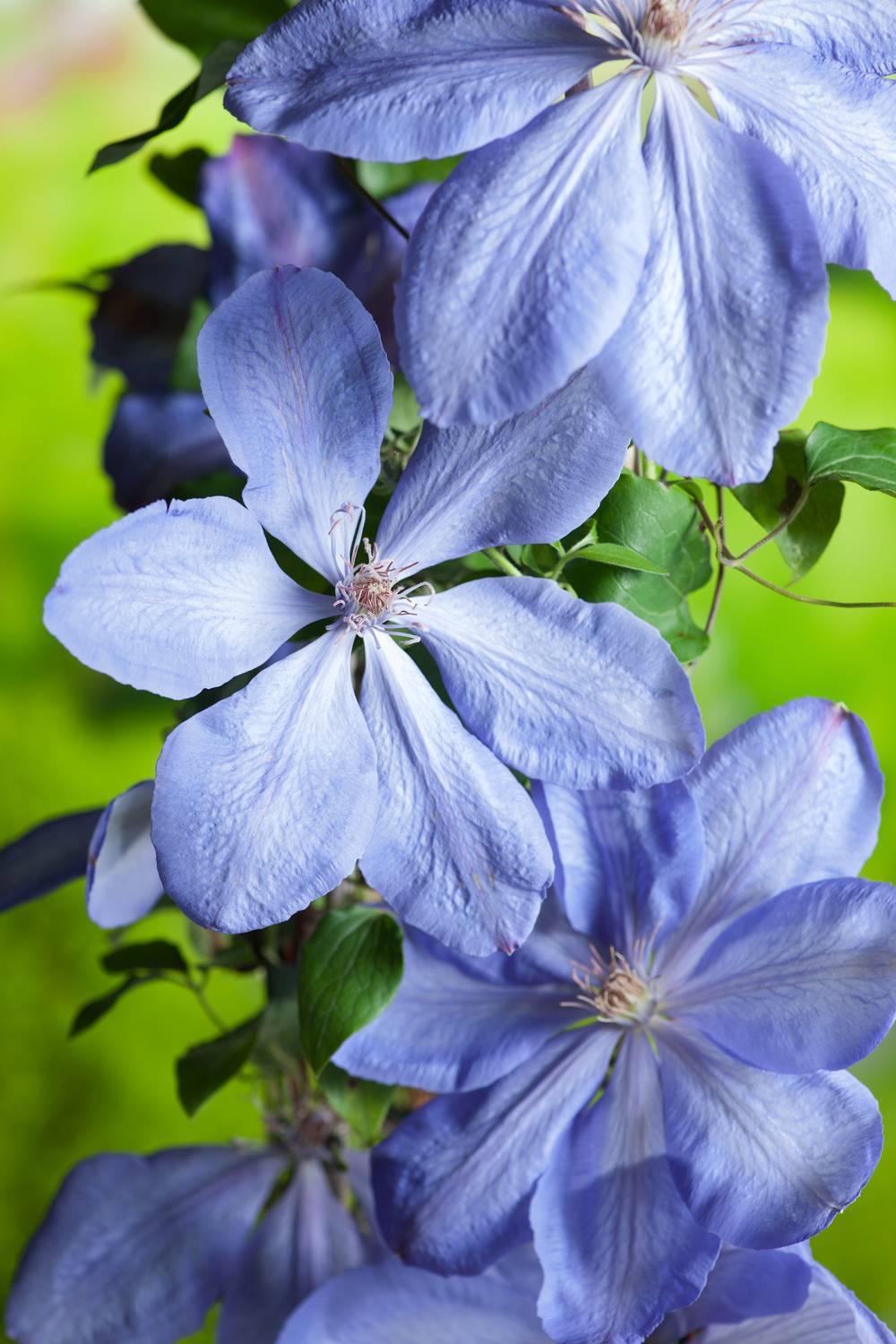 Clématite 'Mrs Cholmondeley' - Clematis