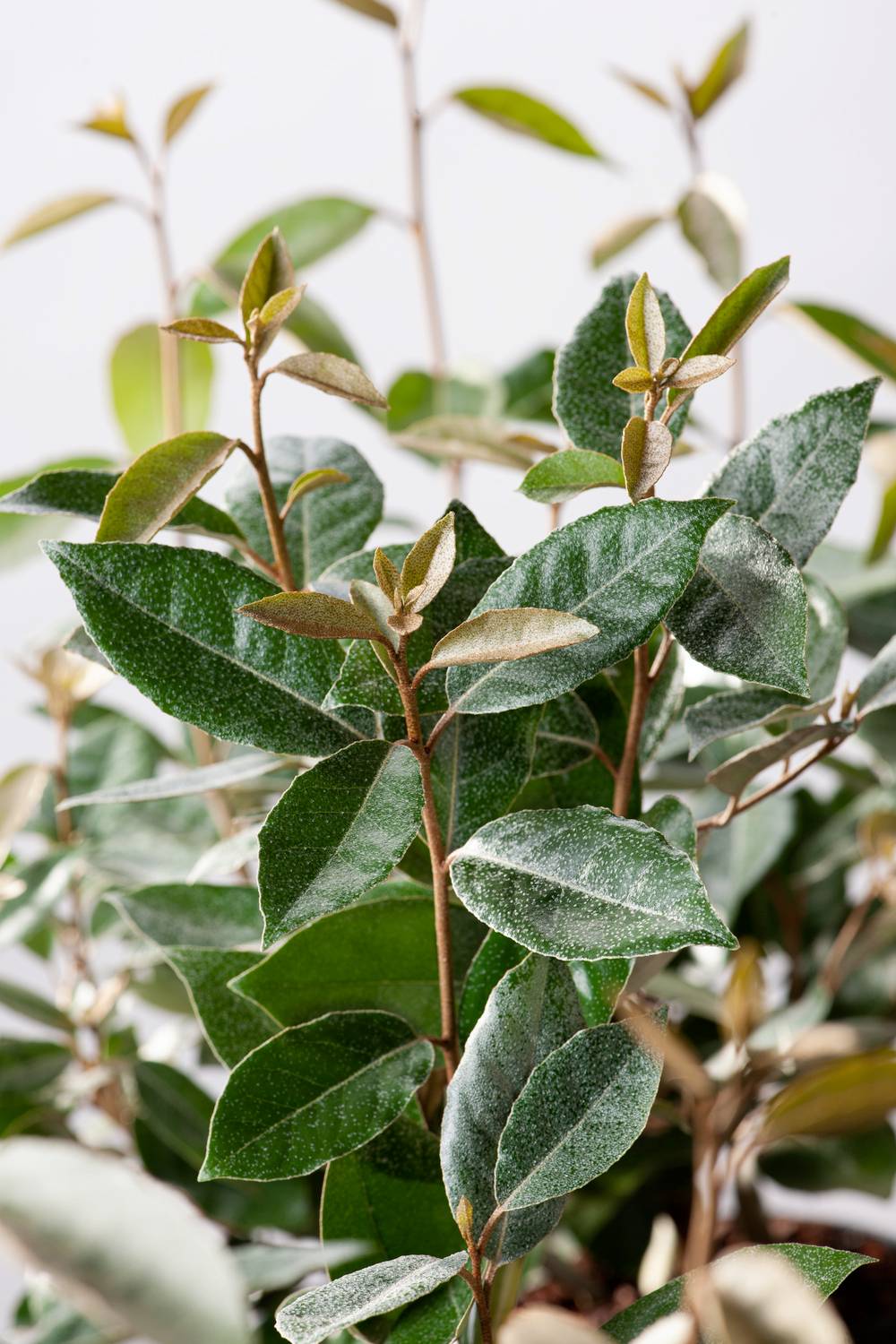 Elaeagnus x ebbingei - Olivier de bohème