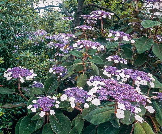 Hydrangea aspera - Hortensia velu en variétés assorties