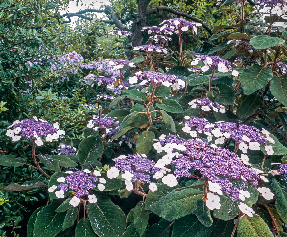 Hydrangea aspera - Hortensia velu en variétés assorties