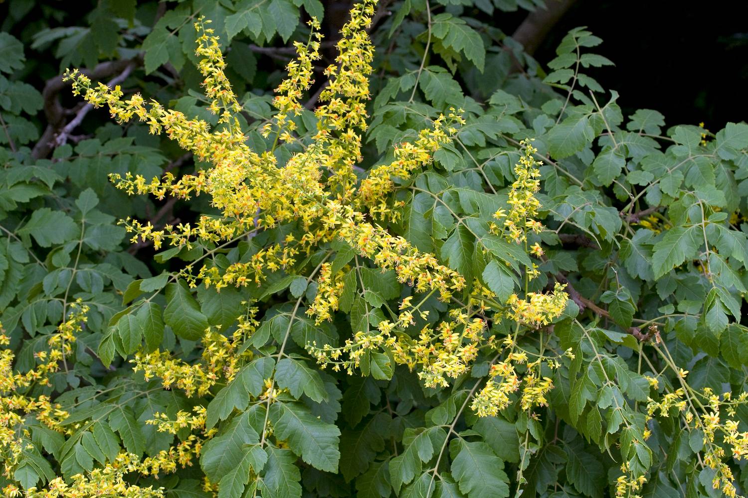 Koelreuteria paniculata - Arbre à lanternes