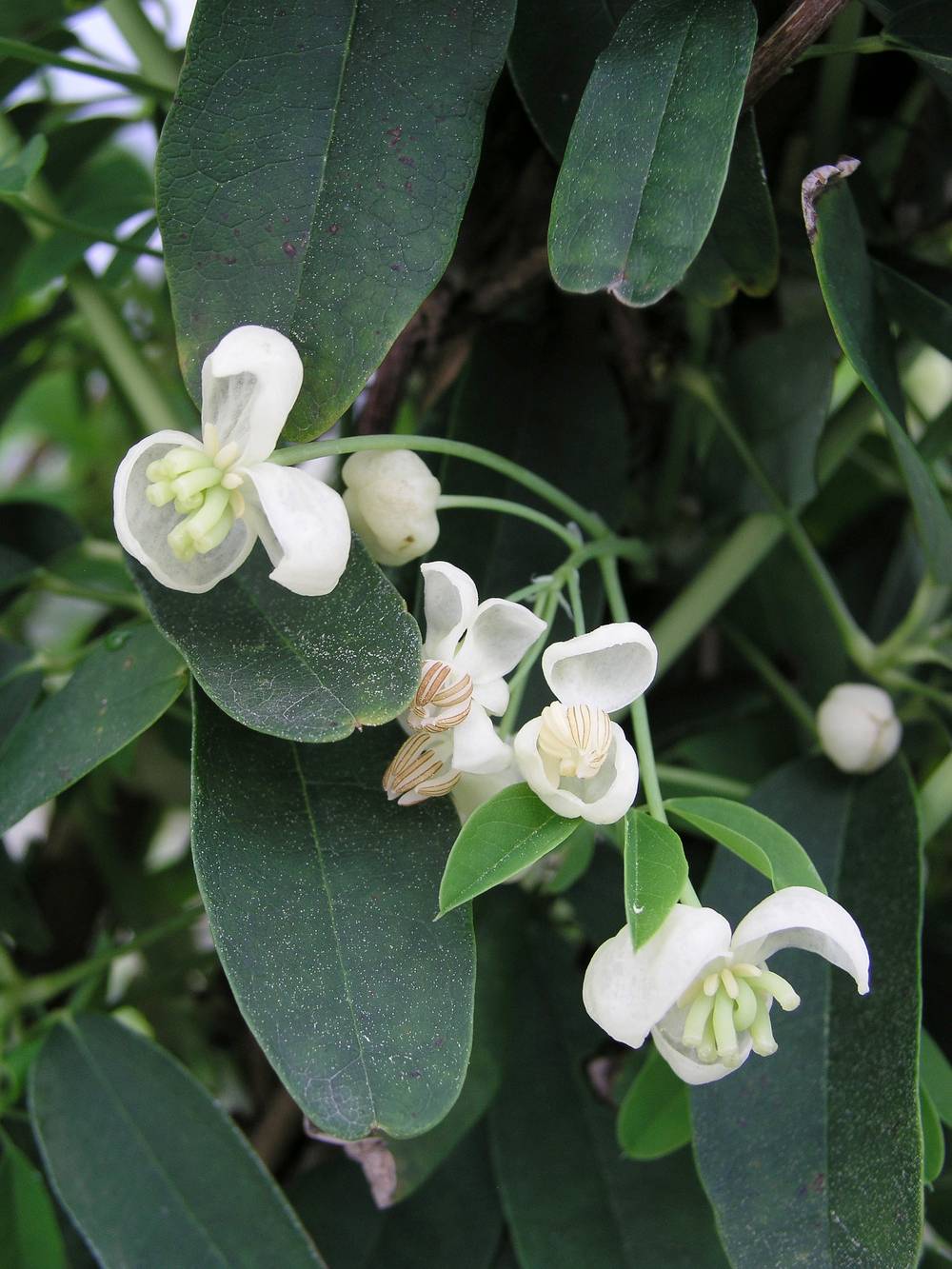 Akebia quinata 'Cream Flowered'- Vigne chocolat
