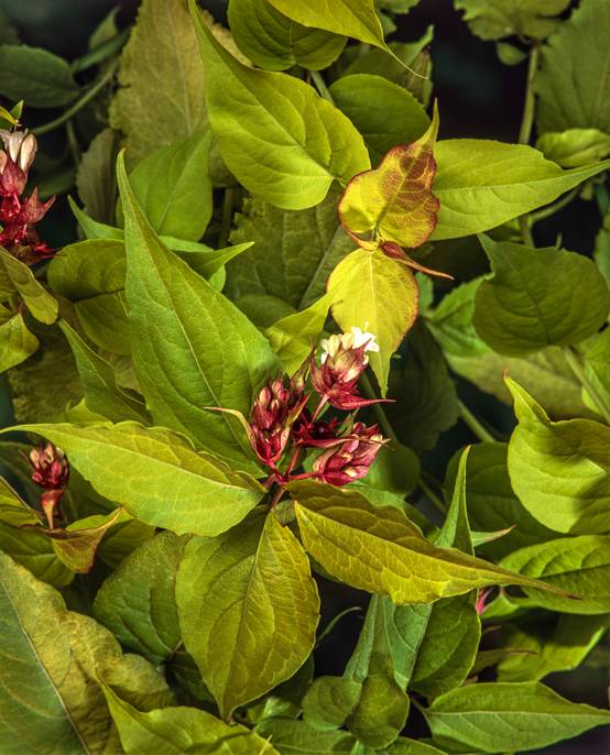 Leycesteria formosa 'Golden Lanterns' - Arbre aux faisans