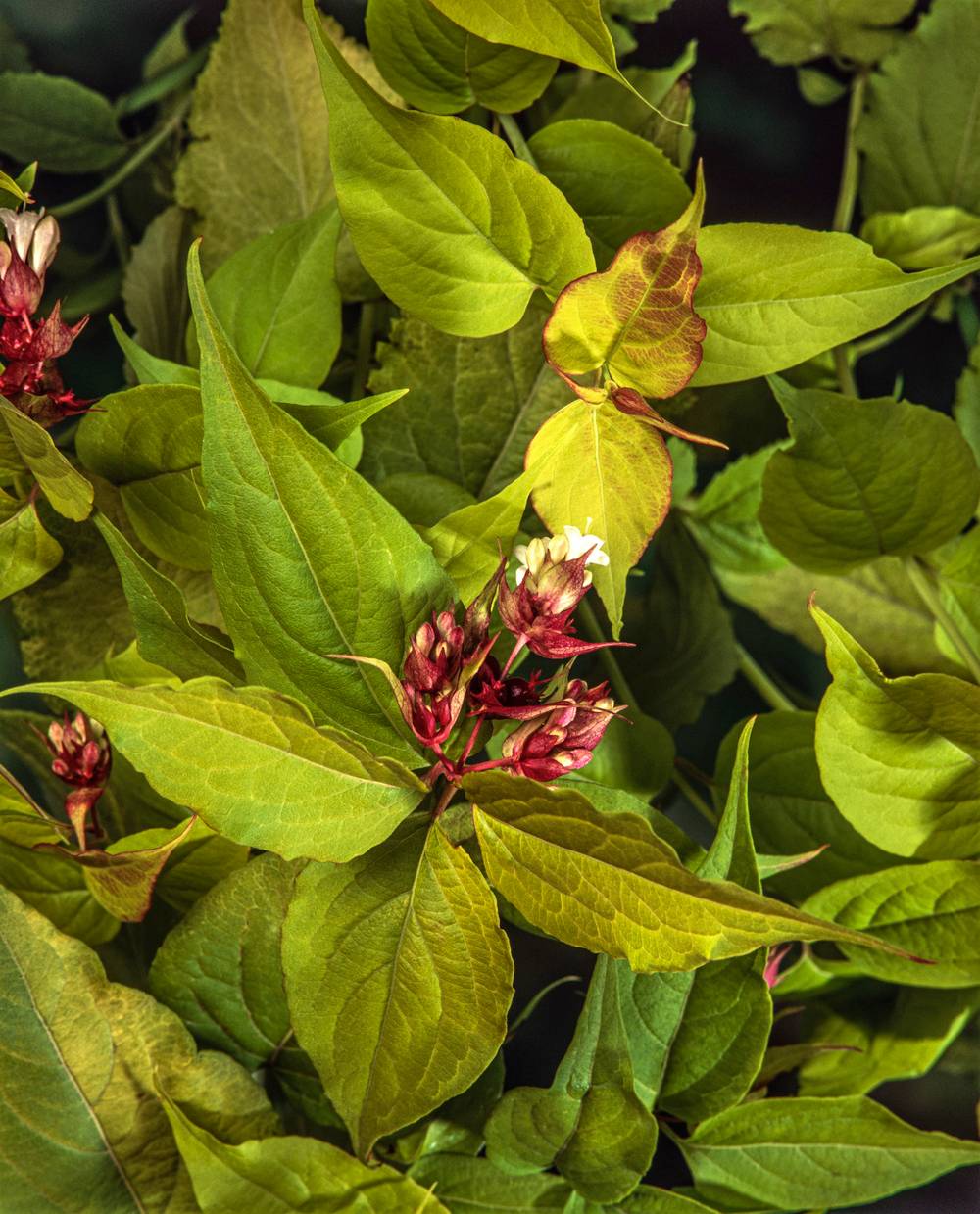 Leycesteria formosa 'Golden Lanterns' - Arbre aux faisans