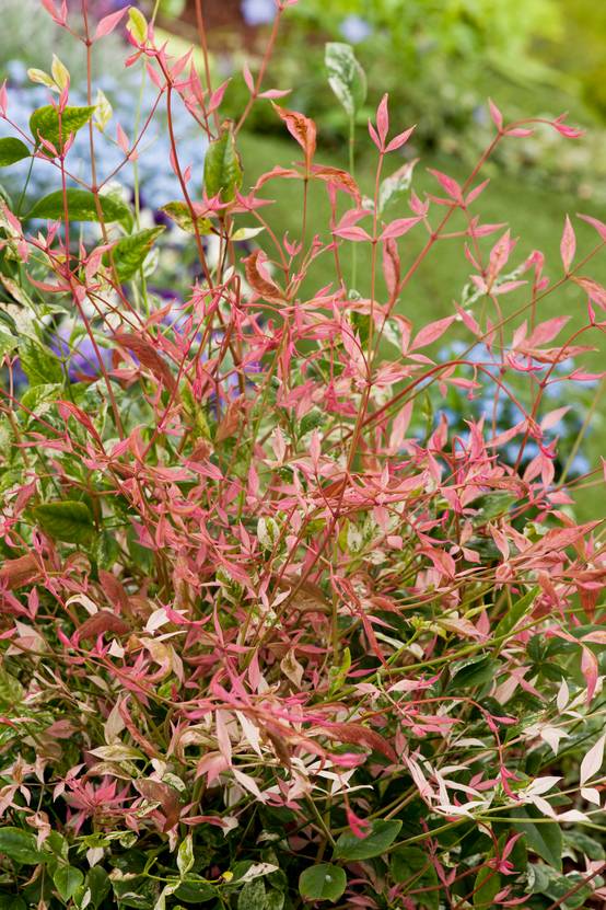Nandina domestica 'Twilight' - Bambou sacré