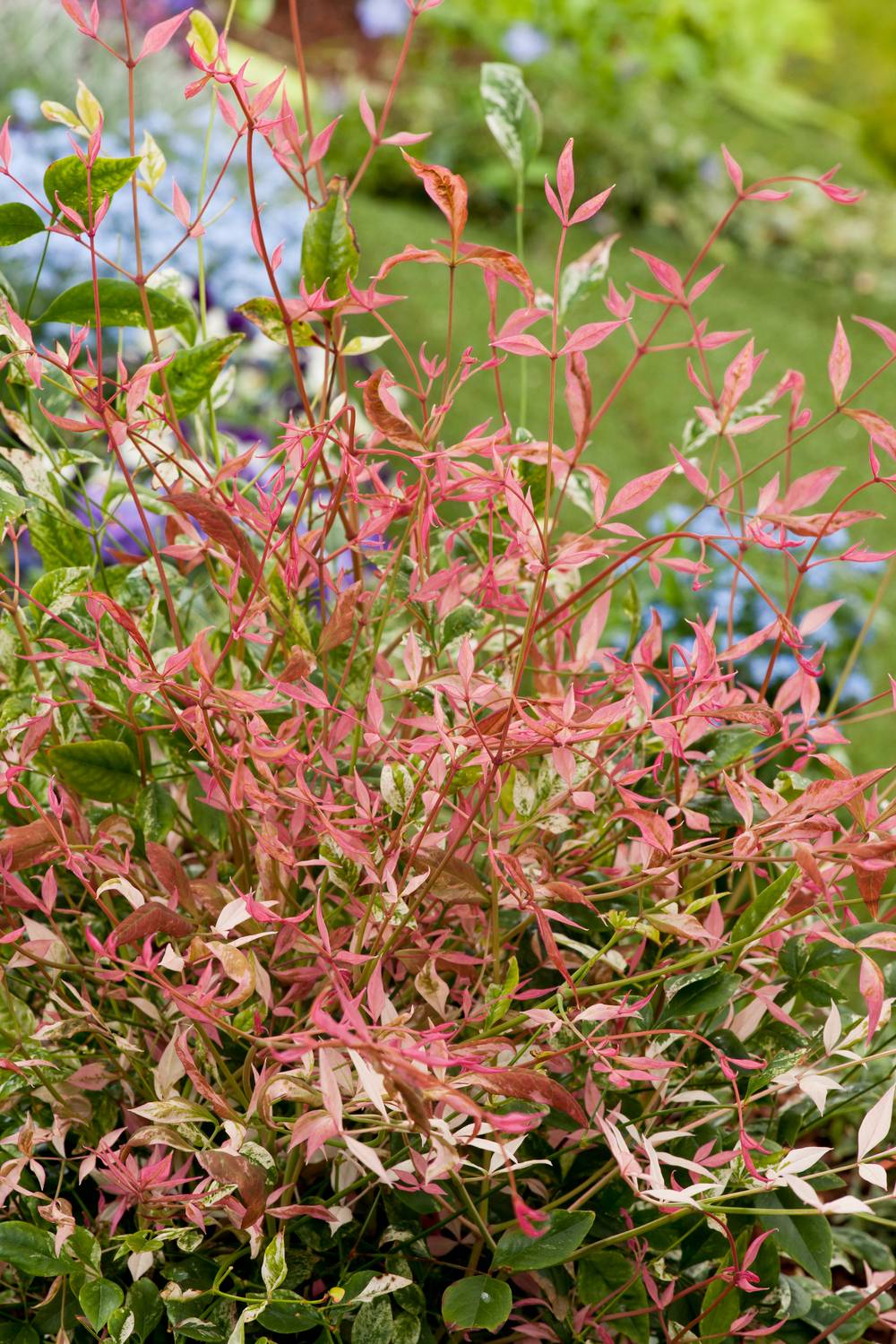 Nandina domestica 'Twilight' - Bambou sacré