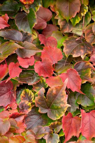 Parthenocissus tricuspidata 'Veitchii'
