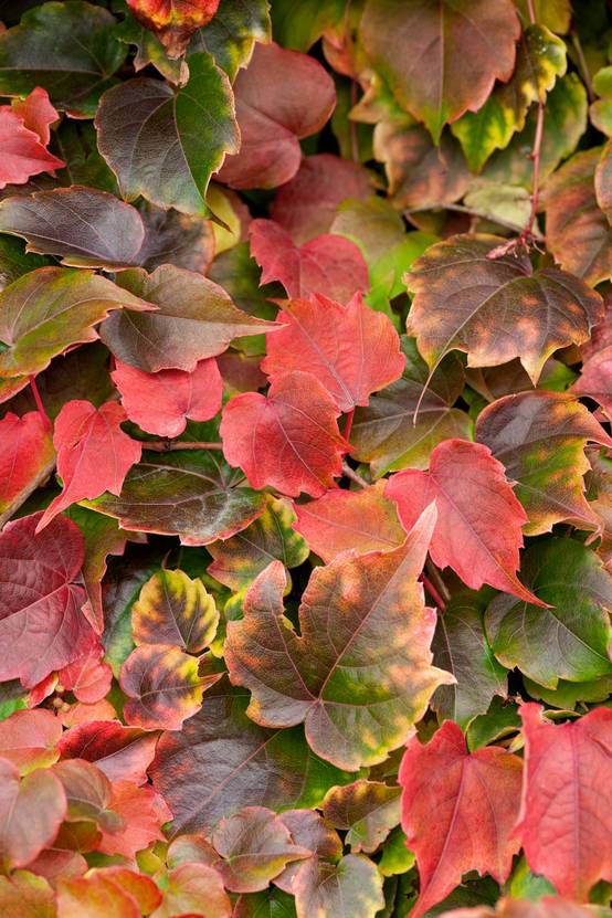 Parthenocissus tricuspidata 'Veitchii'