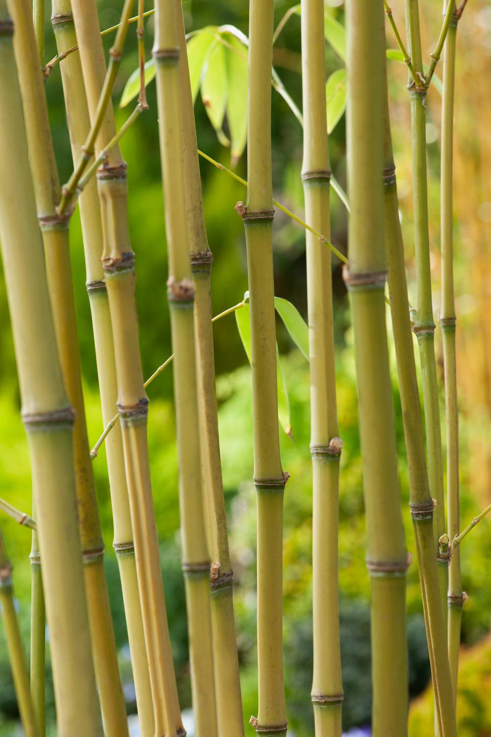 Phyllostachys aurea - Bambou