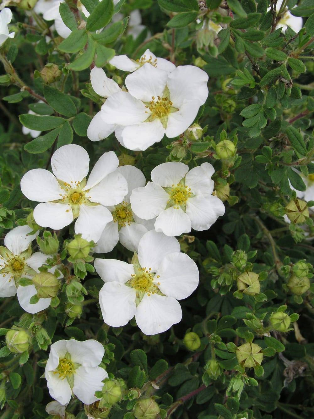 POTENTILLA fruticosa 'Abbotswood' HVE 40/60 C3L