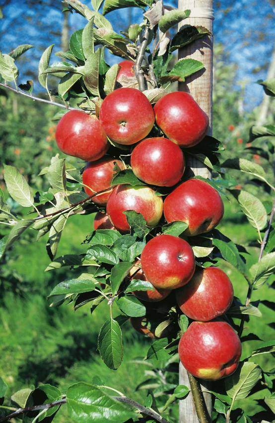 Pommier 'Idared'