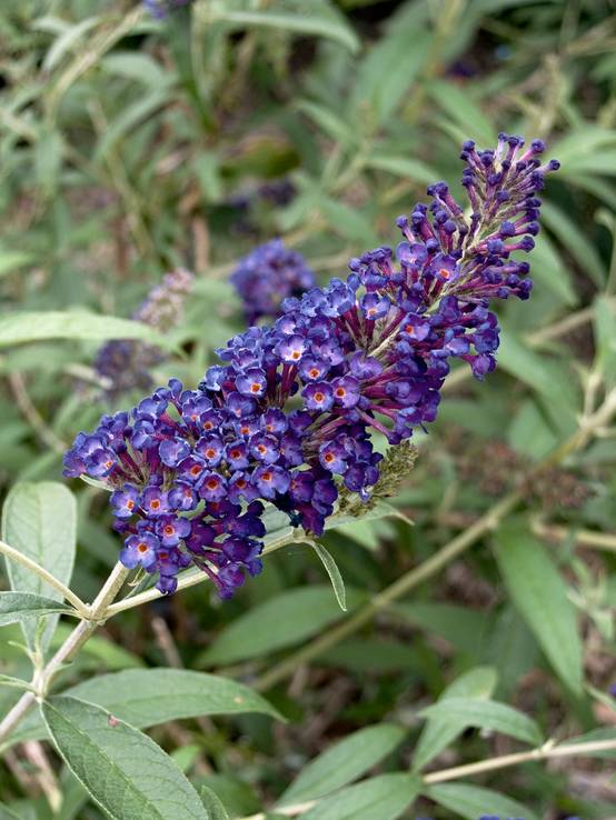 Buddleja davidii 'Empire Blue' - Arbre aux papillons
