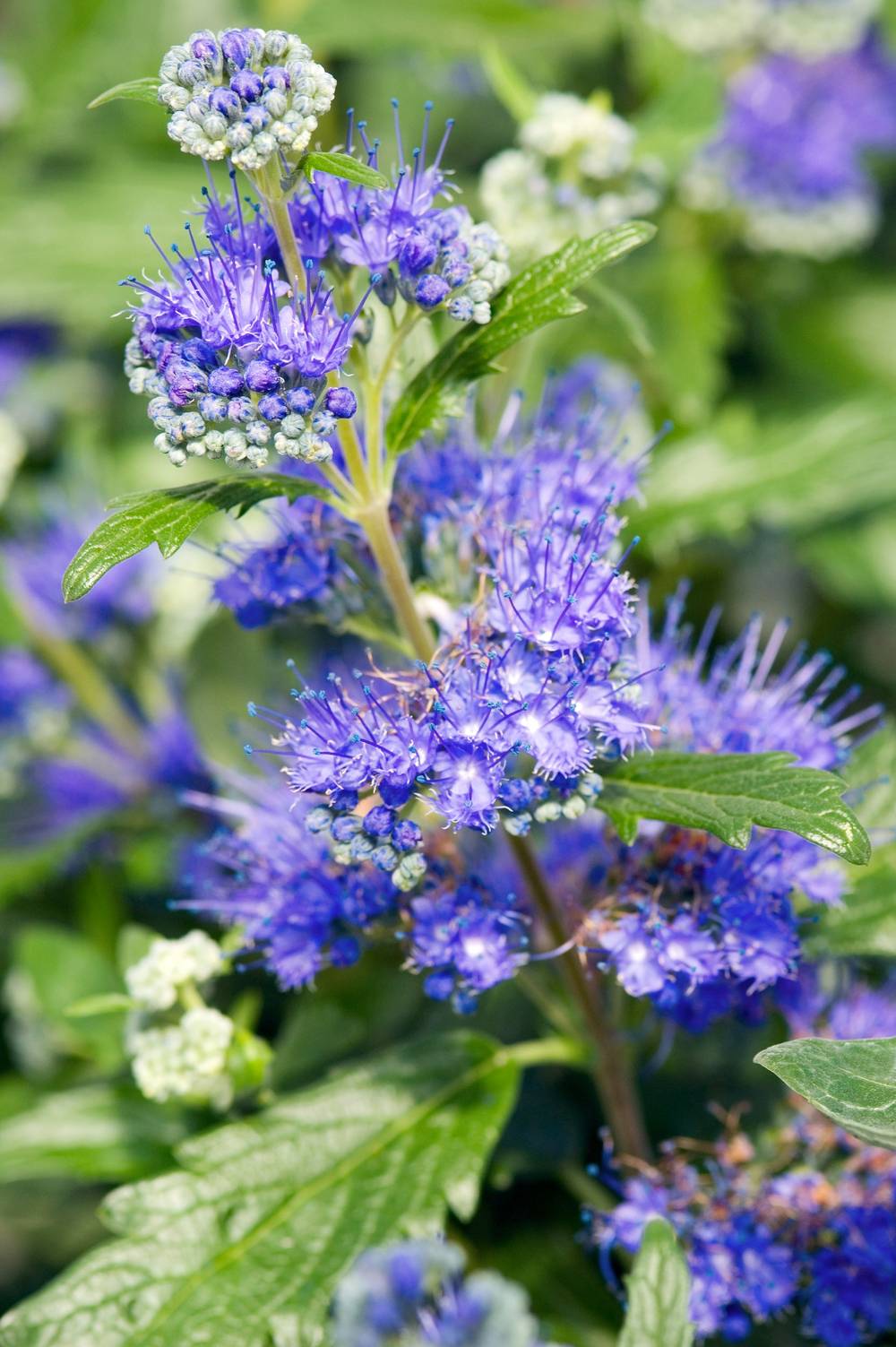 Caryopteris clandonensis 'Grand Bleu'® - Barbe bleue