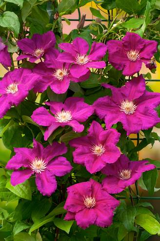 Clématite 'Ernest Markham' - Clematis