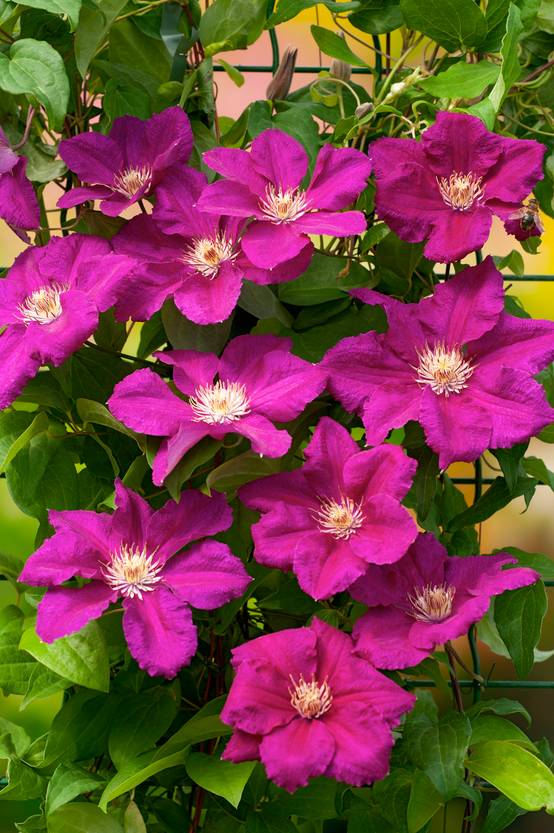 Clématite 'Ernest Markham' - Clematis