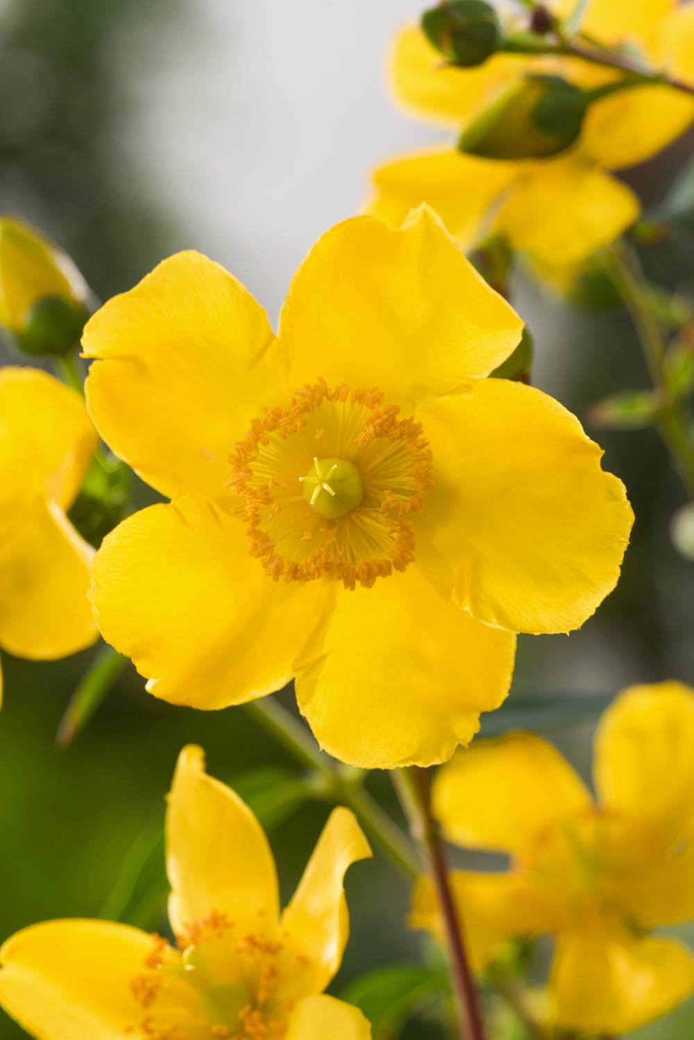 Millepertuis 'Hidcote'