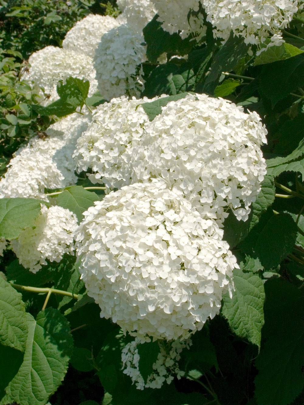 Hortensia Annabelle