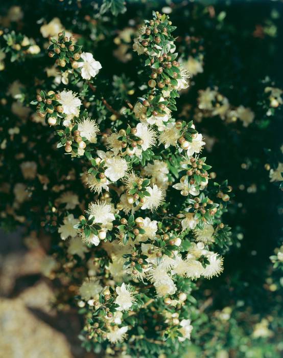Myrtus communis 'Tarentina' - Myrte de Tarente