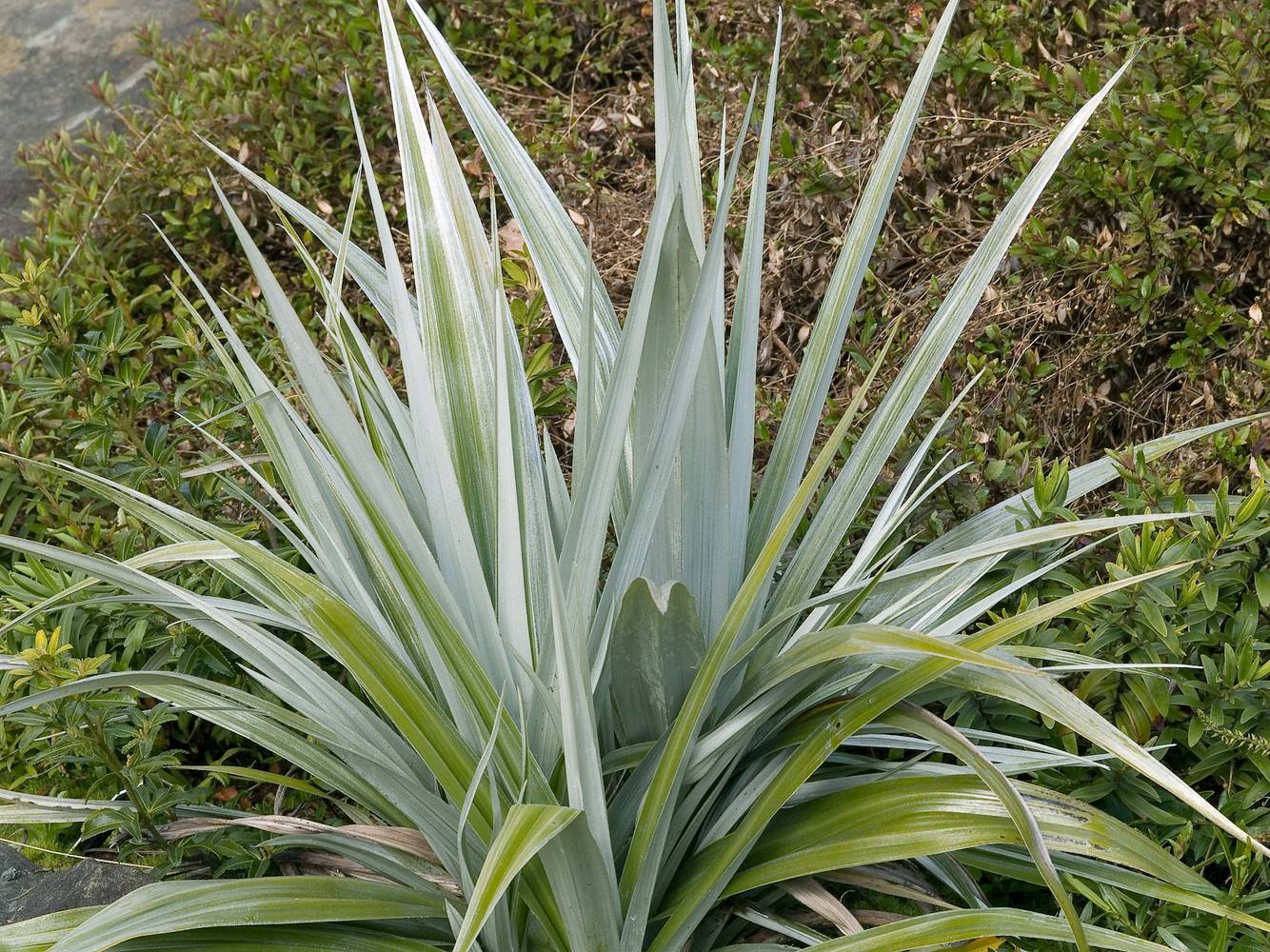 Astelia chathamica 'Silver Spear'