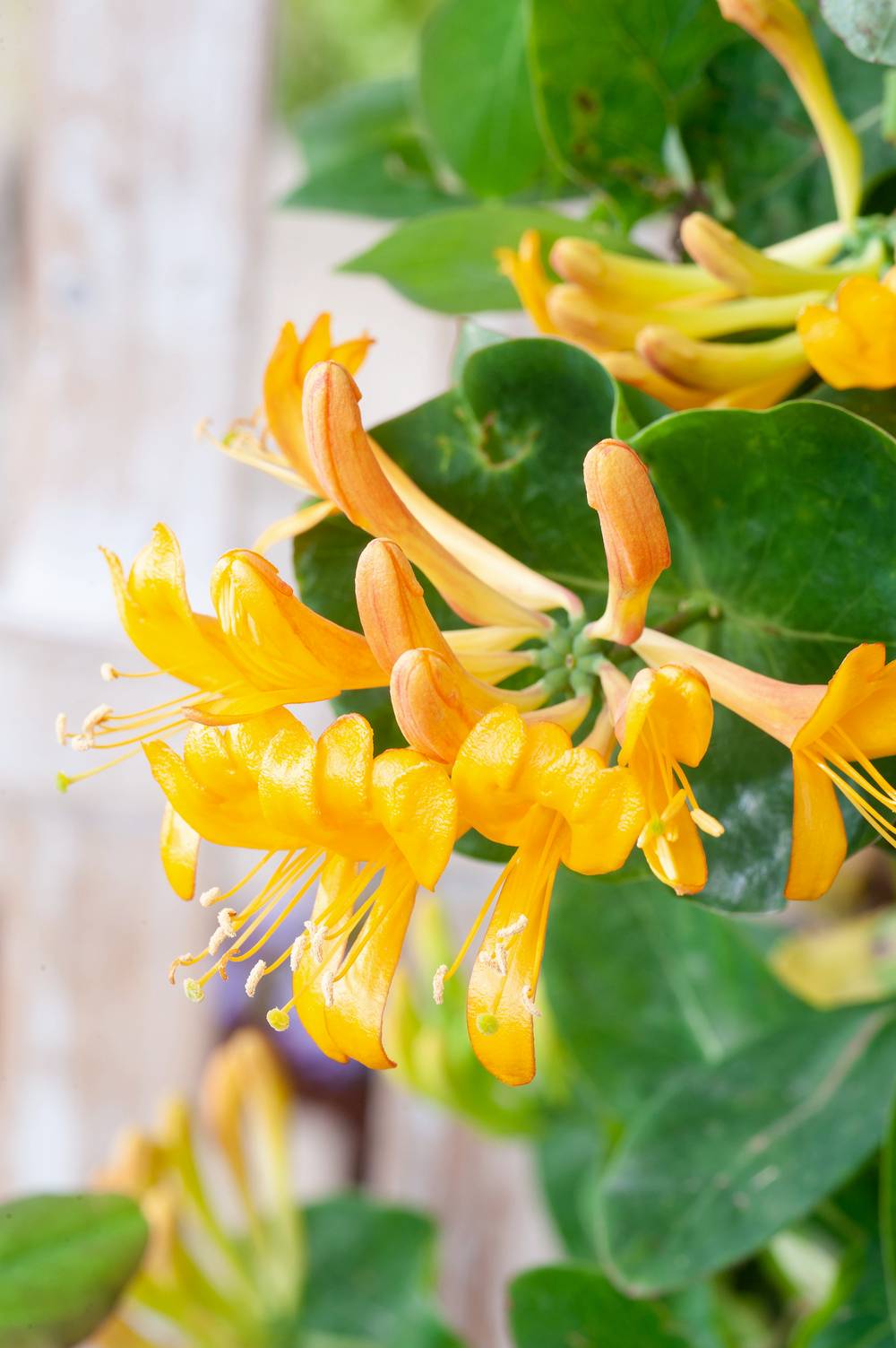 Lonicera tellmanniana - Chevrefeuille