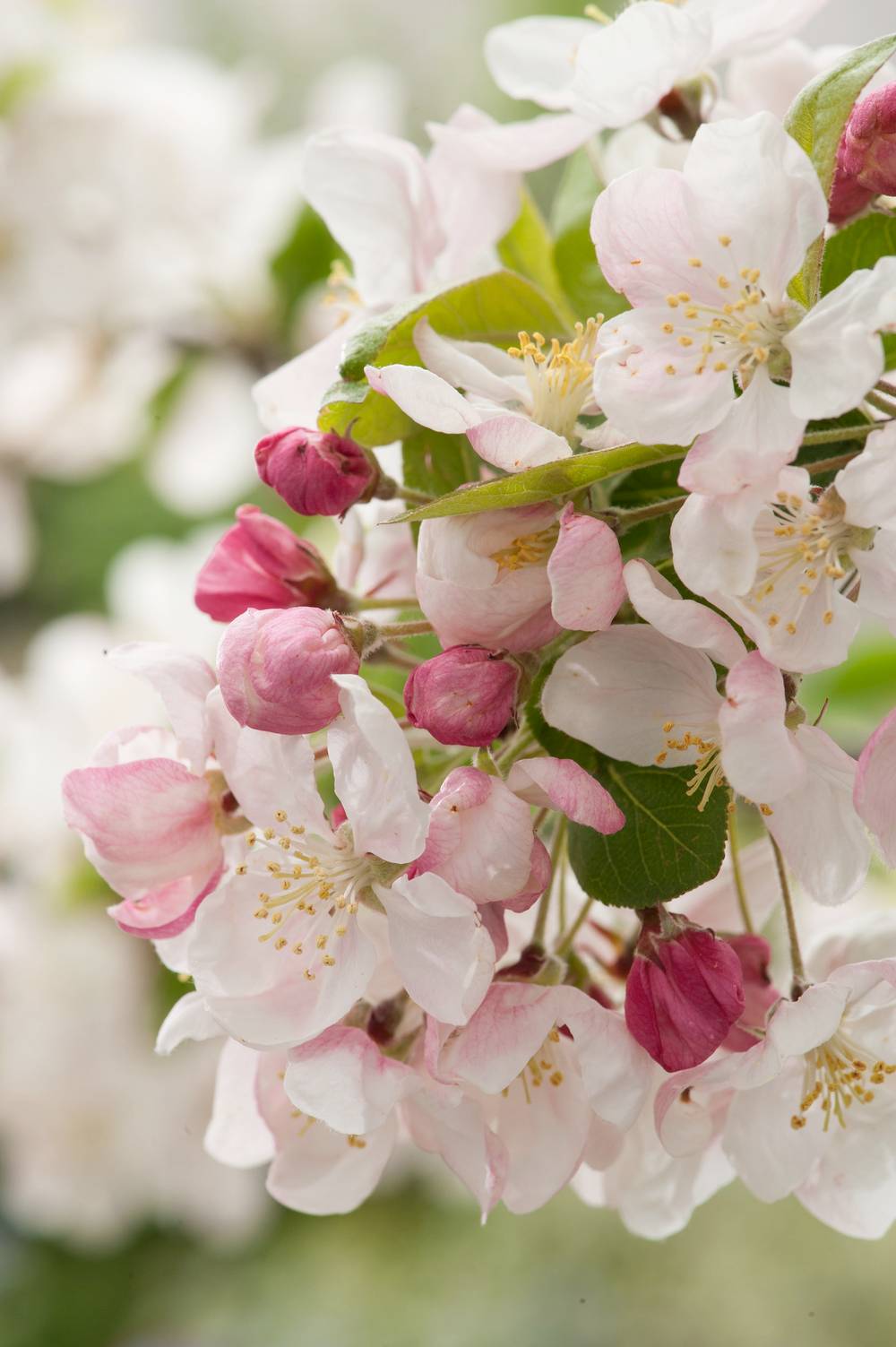 Malus perpetu 'Evereste' - Pommier d'ornement
