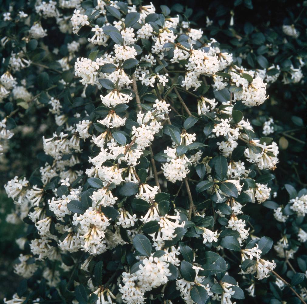 Osmanthus delavayi - Osmanthe