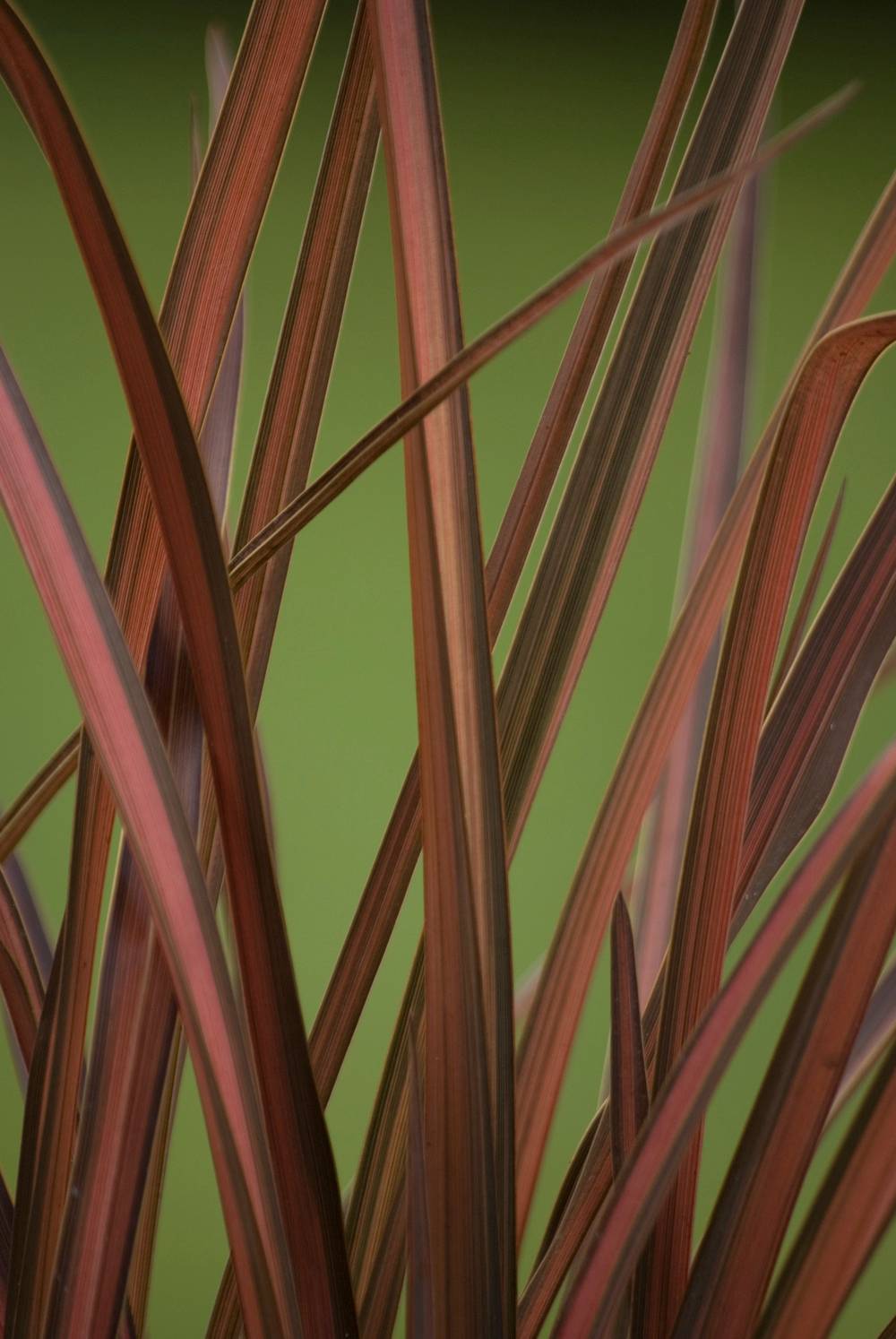 Phormium 'Pink Panther' - Lin de Nouvelle-Zélande