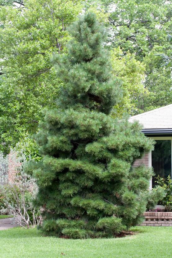 Pinus nigra 'Nigra' - Pin noir