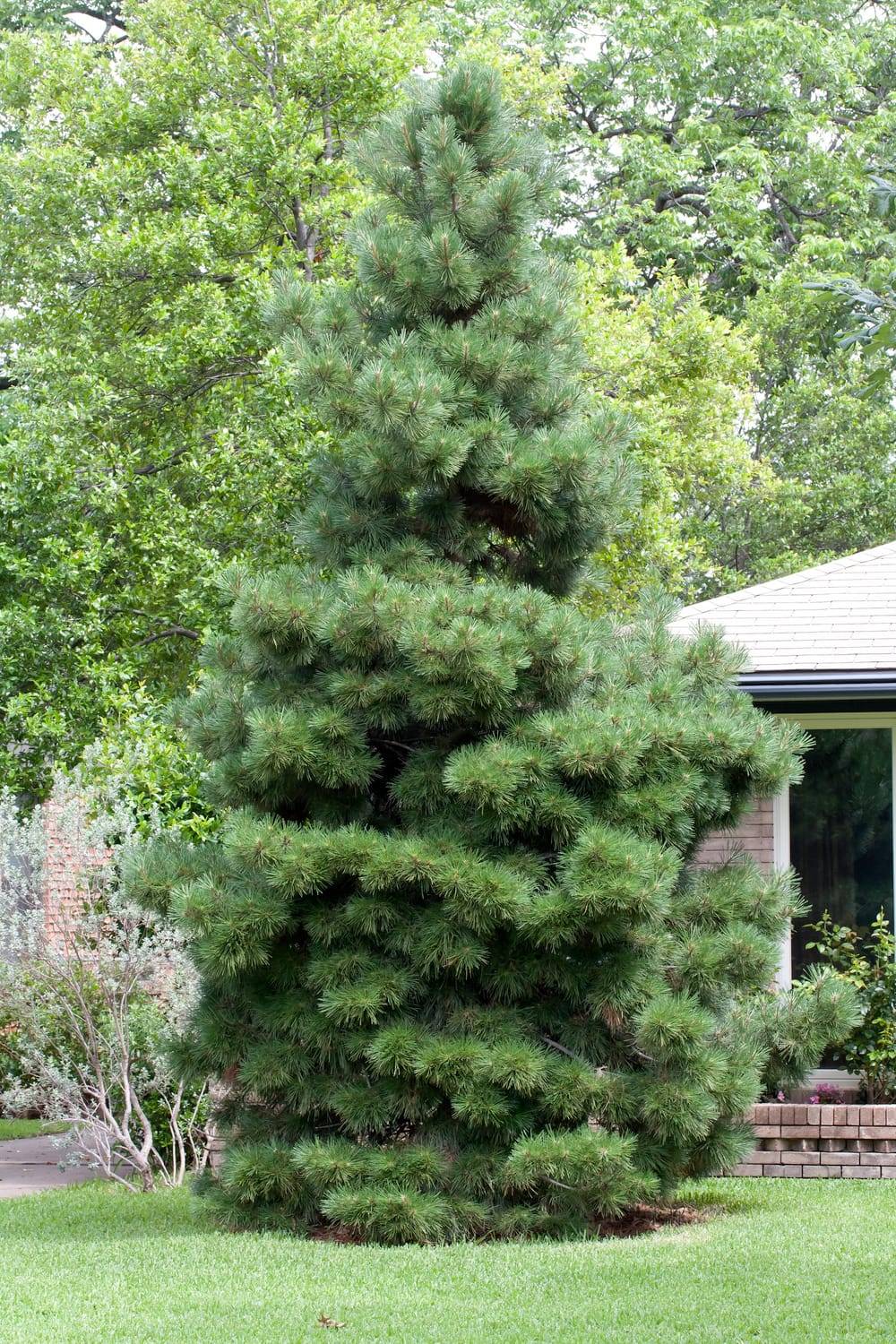 Pinus nigra 'Nigra' - Pin noir