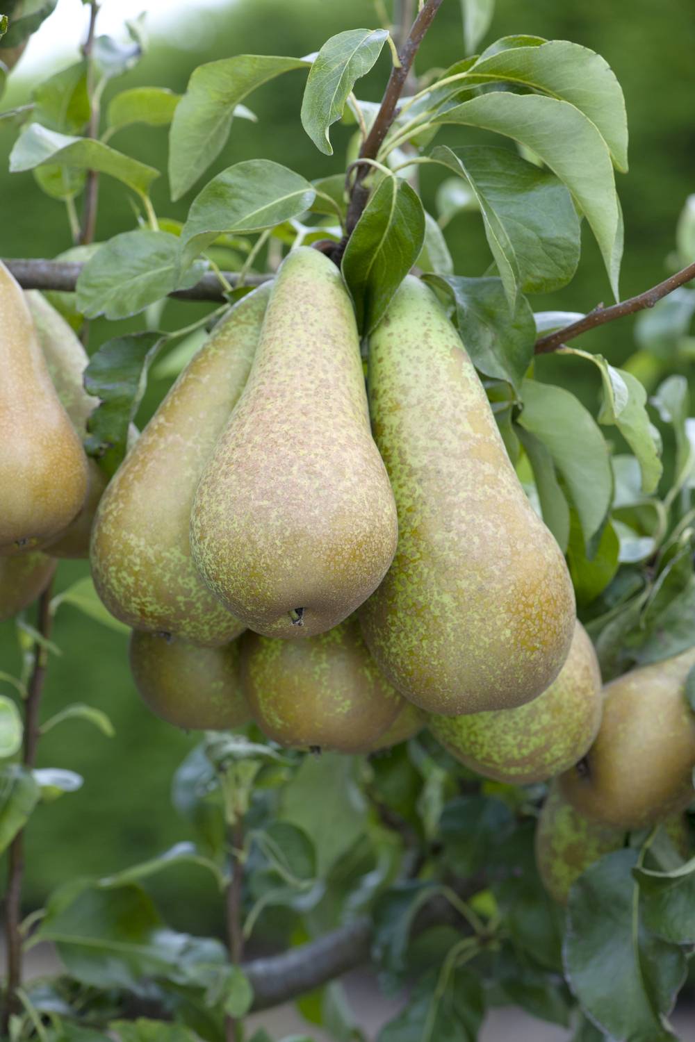 Poirier Pear Me® 'Conference'