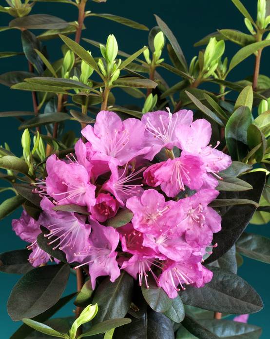 Rhododendron ponticum