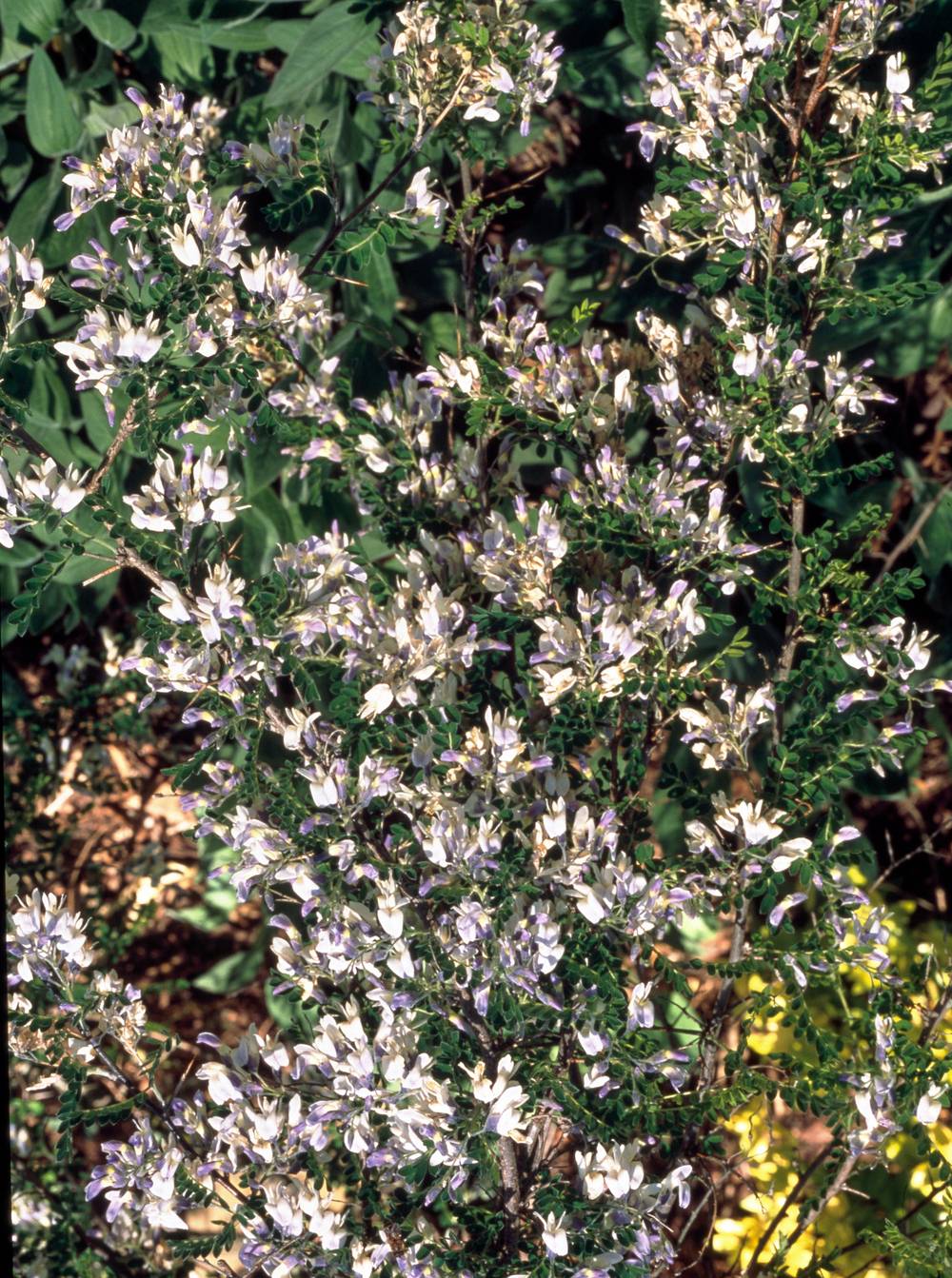 Sophora pleureur