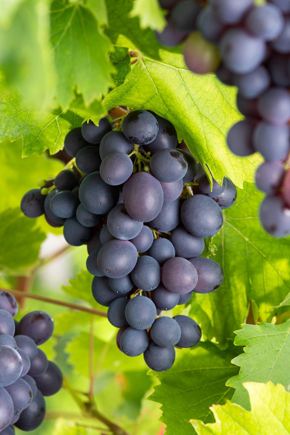 Vigne 'Muscat de Hambourg'
