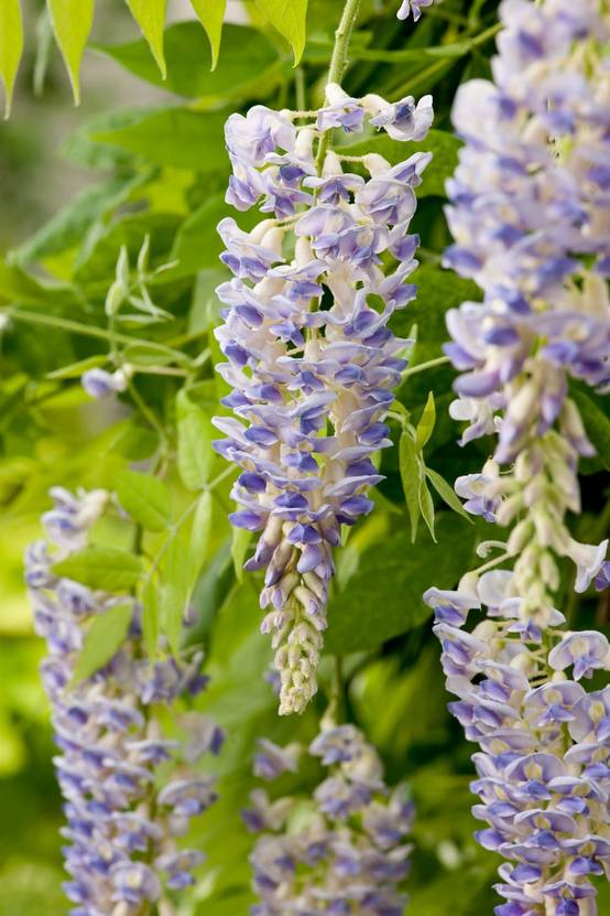 Glycine Magnifica