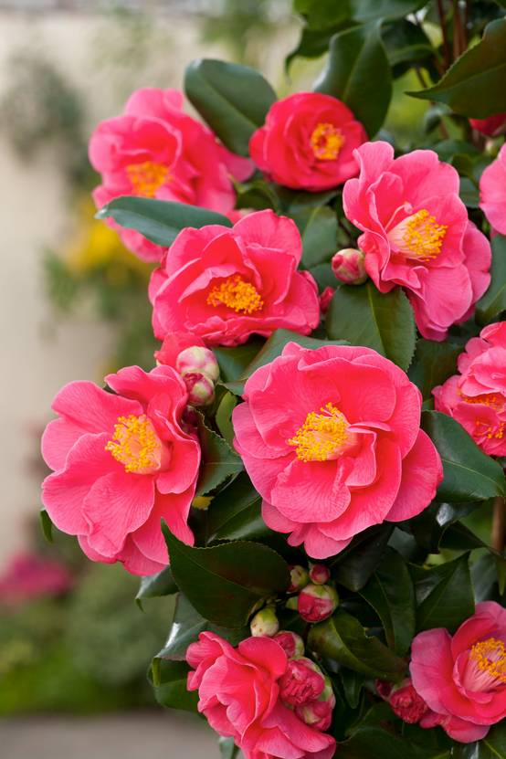 CAMELLIA japonica 'Doctor King' 120/140 C15L
