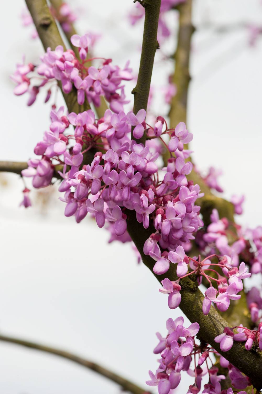 Cercis siliquastrum - Arbre de Judée