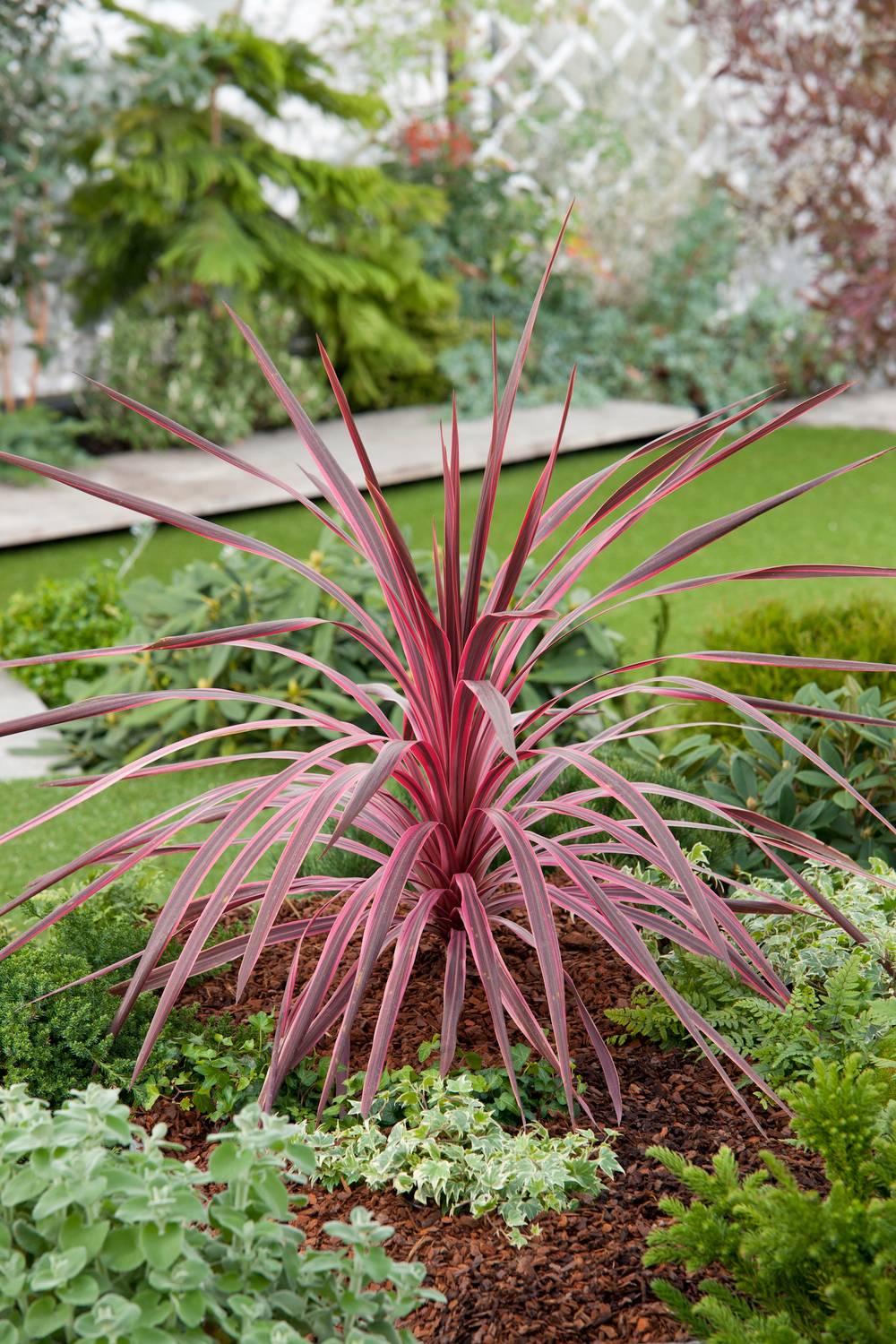 Cordyline 'Cherry Sensation'