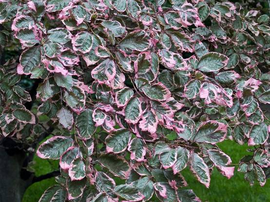 Hêtre 'Tricolor'