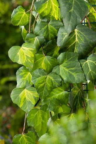 Hedera colchica 'Sulphur Heart' - Lierre