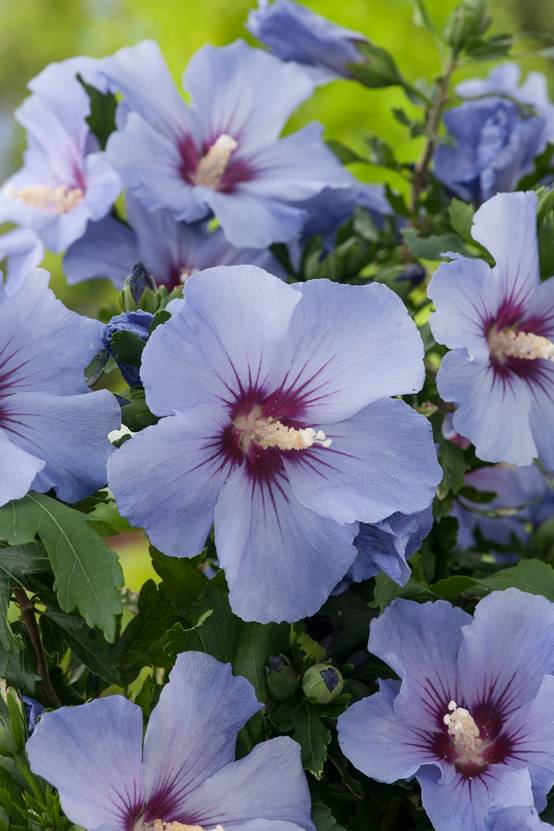 Hibiscus syriacus 'Marina' - Hibiscus de jardin
