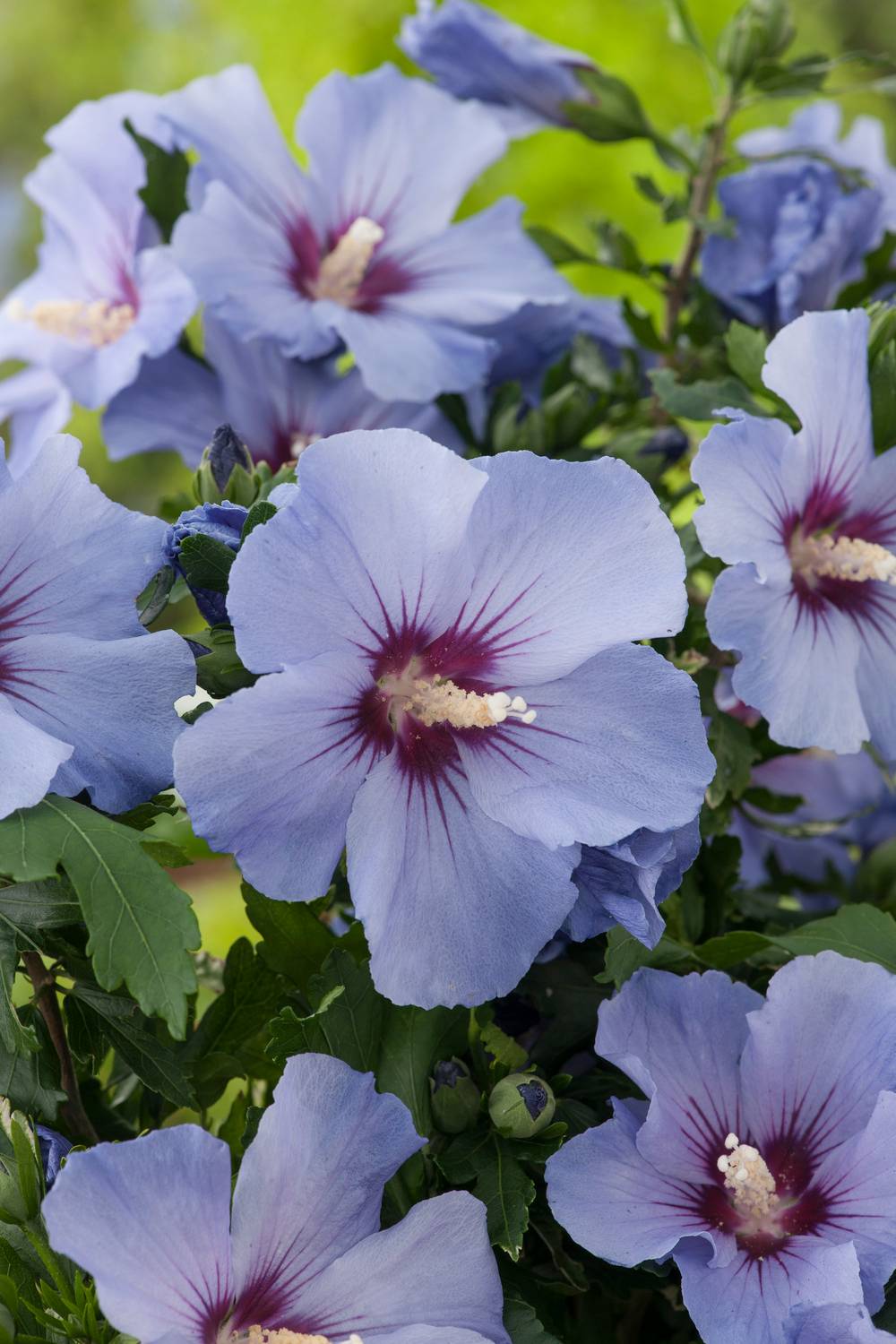 Hibiscus syriacus 'Marina' - Hibiscus de jardin