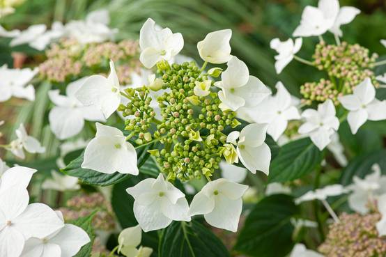 Hydrangea macrophylla 'Teller White' - Hortensia