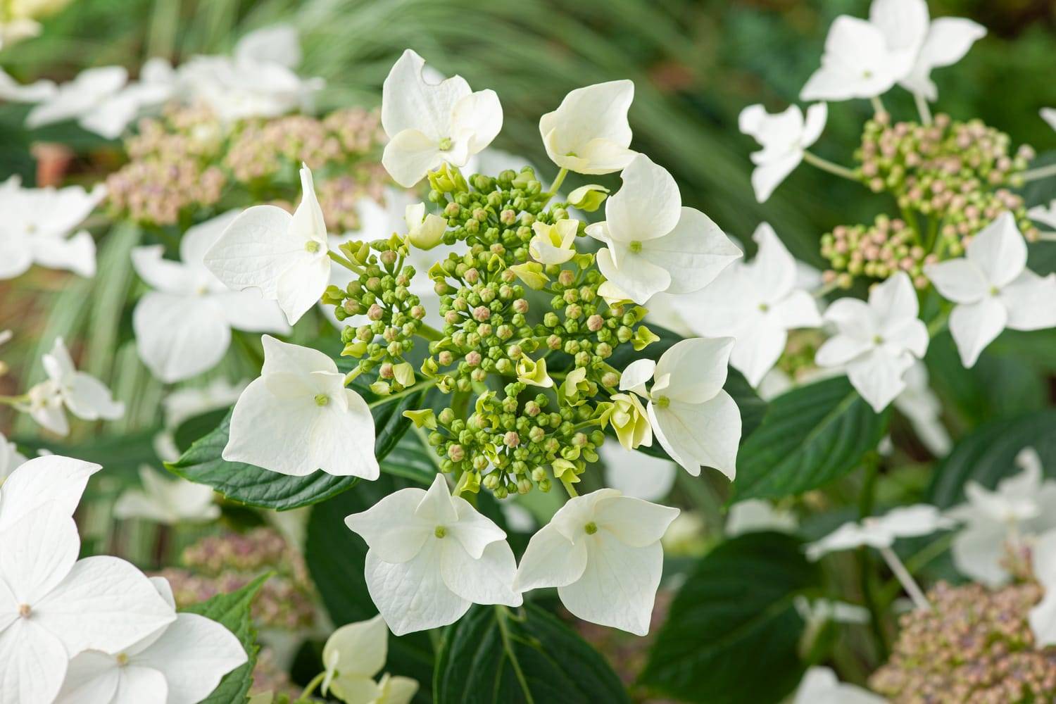 Hydrangea macrophylla 'Teller White' - Hortensia