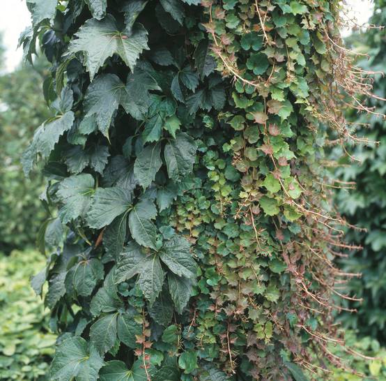 Vigne vierge 'Robusta'