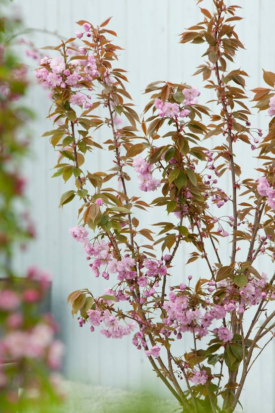 Prunus serrulata 'Kanzan' - Cerisier du Japon